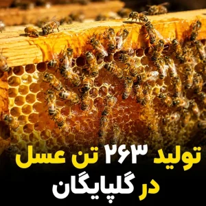 تولید 263 تن عسل در گلپایگان